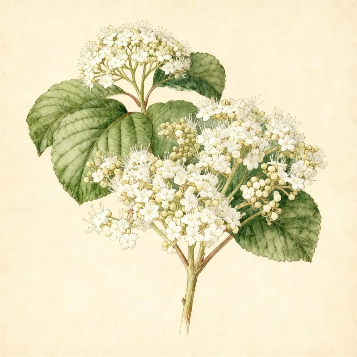 Viburnum