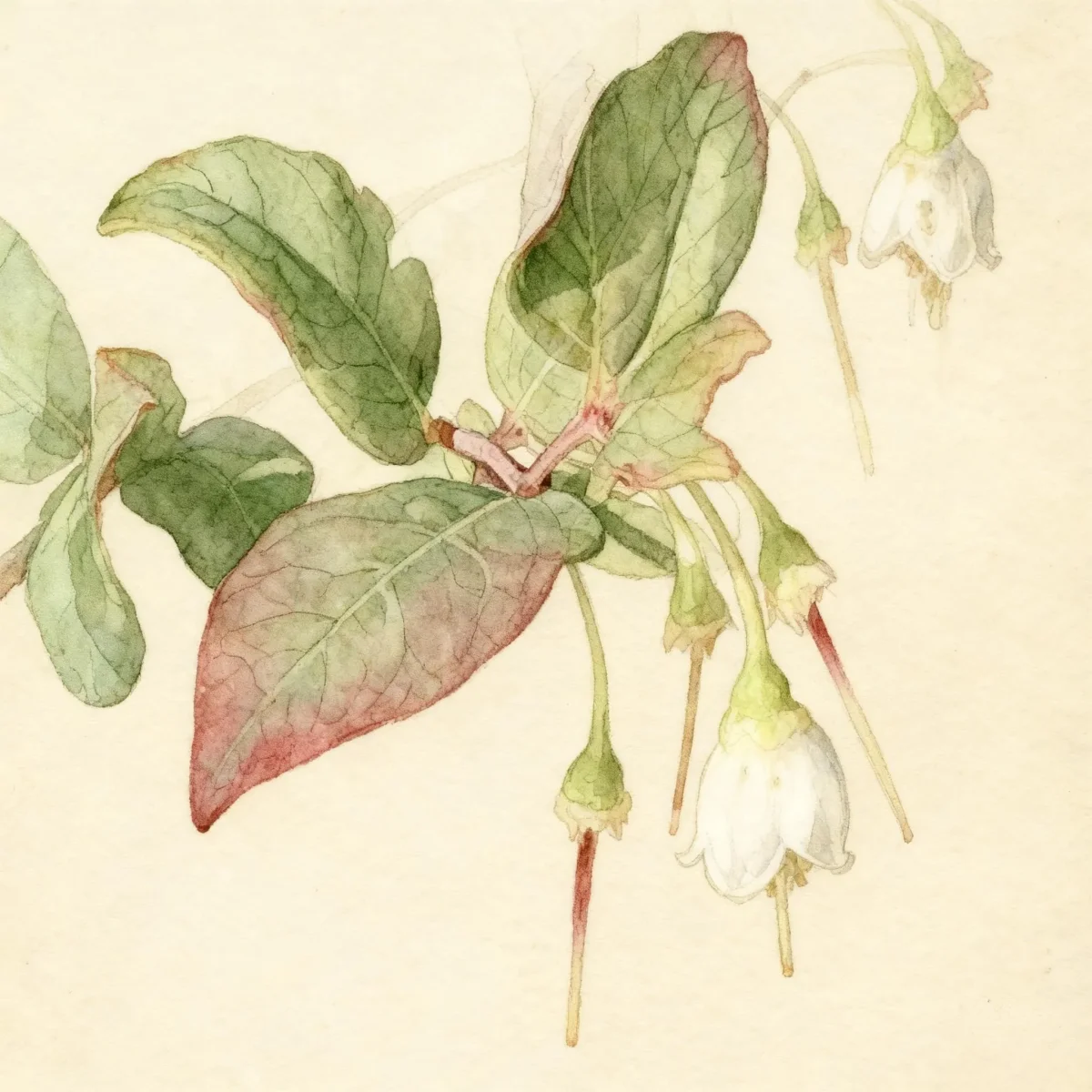 Deerberry (Vaccinium stamineum)