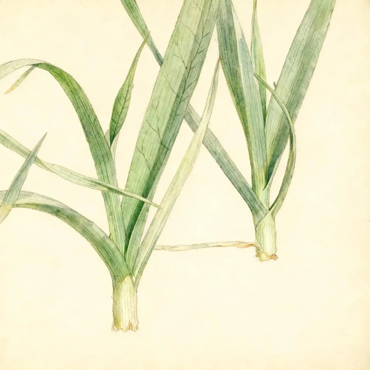 Leek (Allium ampeloprasum (Porrum Group))