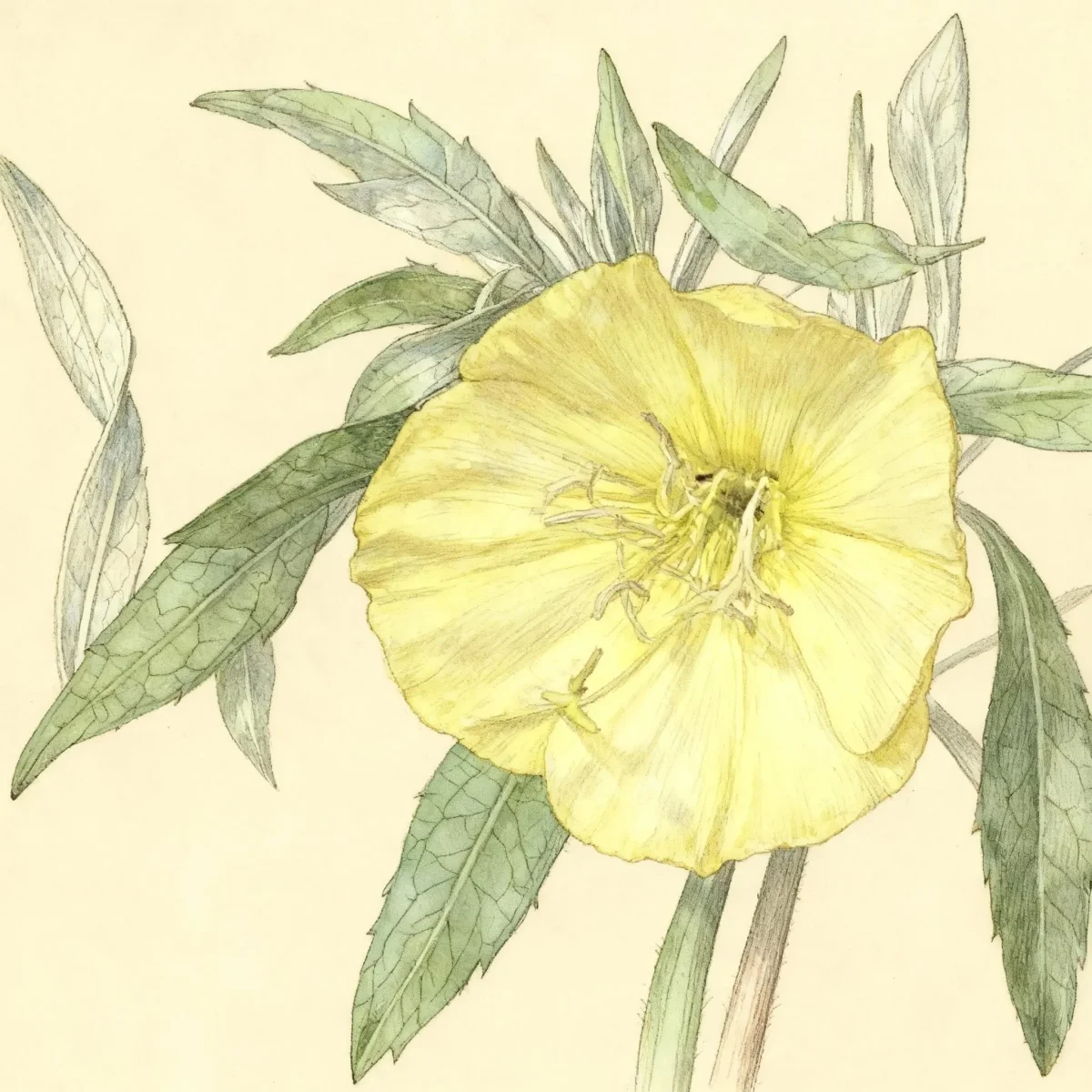 Evening primrose (Oenothera macrocarpa subsp. fremontii 'Lemon Silver')