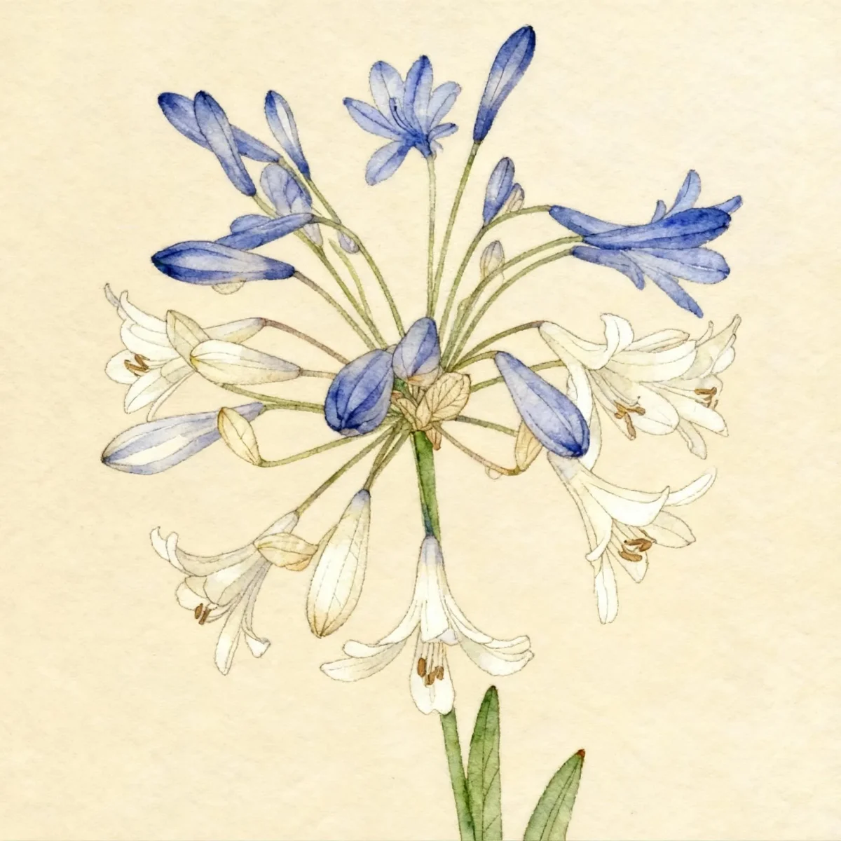 Lily of the Nile (Agapanthus 'Headbourne Hybrids')