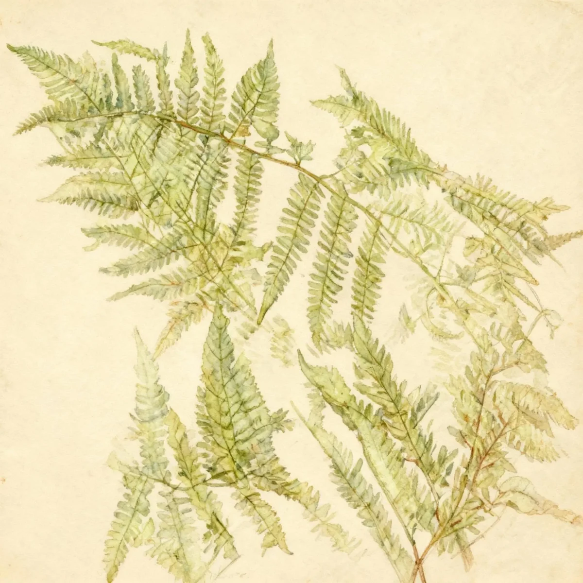 Southern lady fern