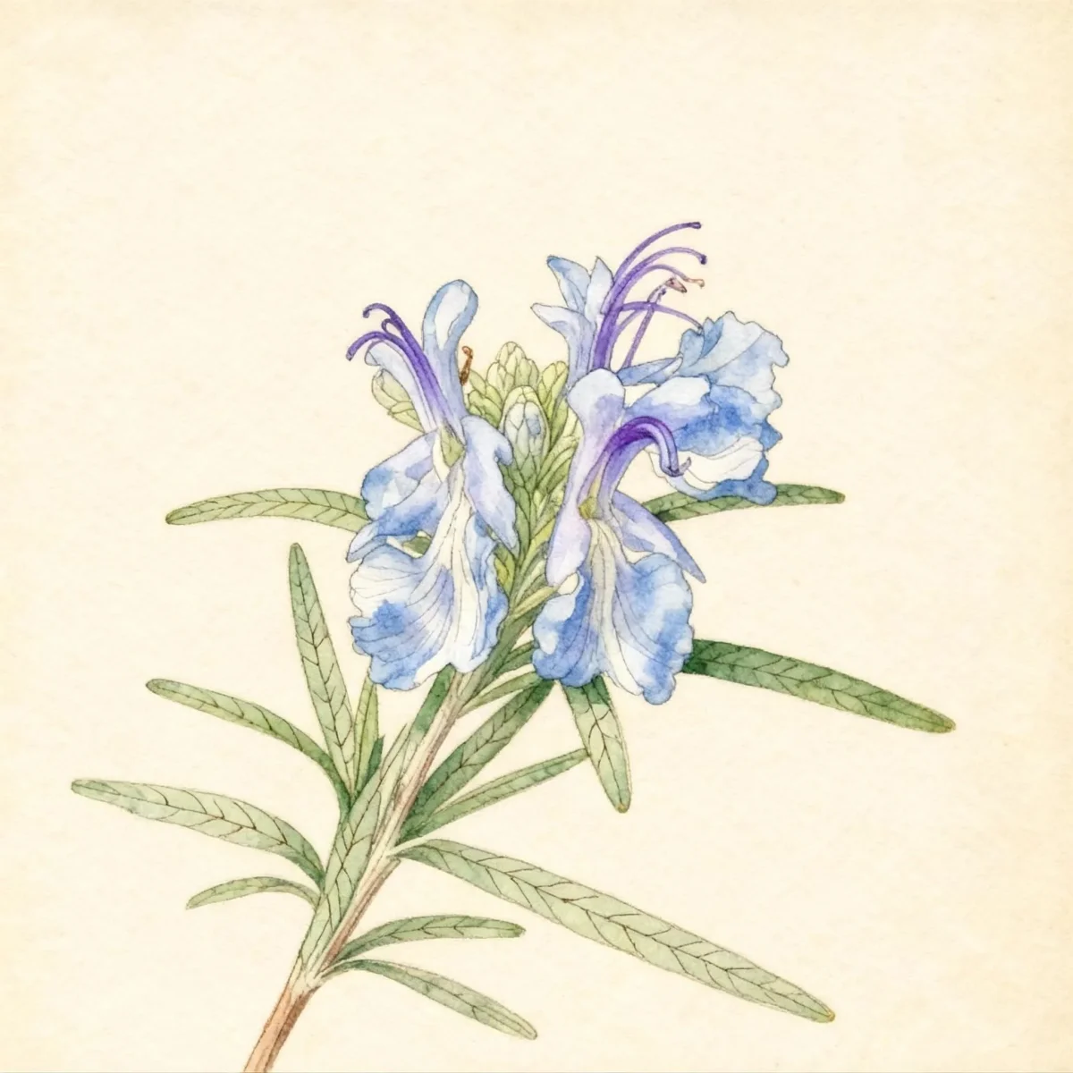Rosemary (Salvia rosmarinus)